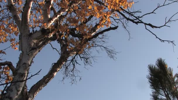 Gele bladeren die in de herfst van de boom vallen — Stockvideo