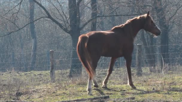 Cavalo no campo — Vídeo de Stock