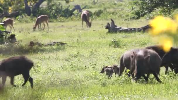 Wild boars — Stock Video