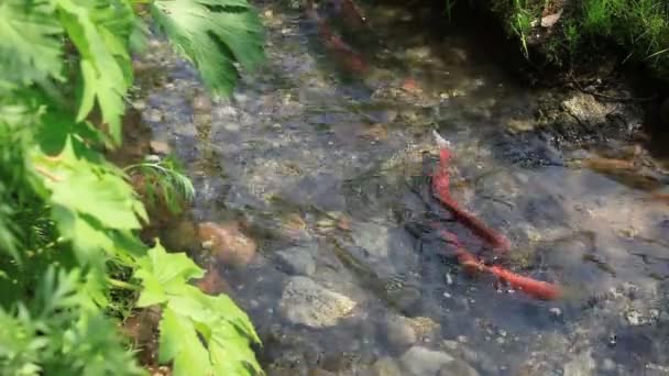 Desova de um salmão . — Vídeo de Stock