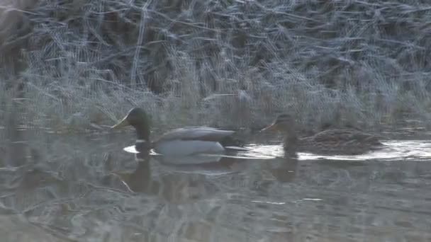 Le couple marié de canards flotte sur le lac . — Video
