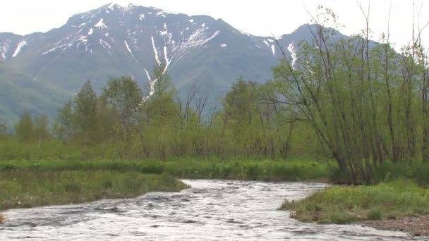 El río del bosque . — Vídeos de Stock