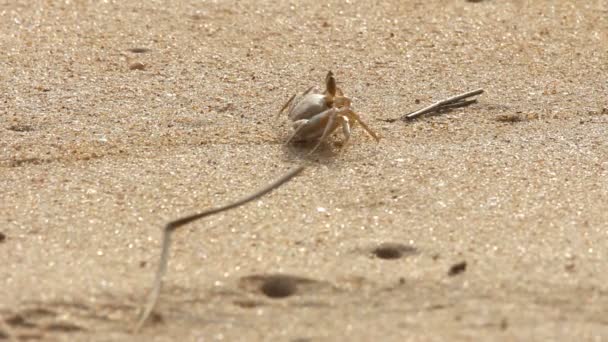 Krabba på sand — Stockvideo