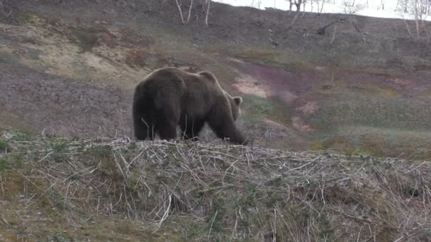 Niedźwiedź brunatny. Rezerwat Kronotsky — Wideo stockowe