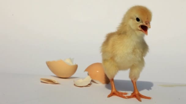 Chicken and egg — Stock Video