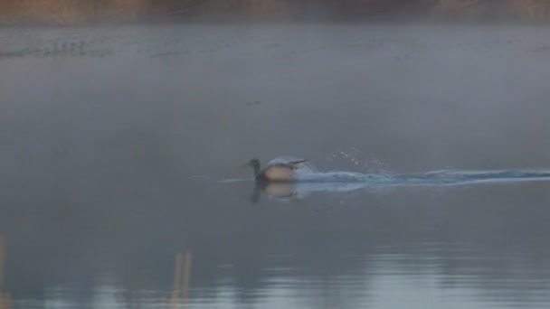Canard en vol 