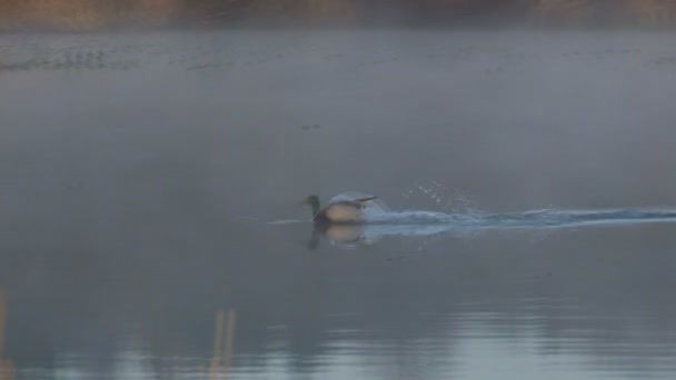 Duck in flight — Stock Video