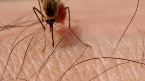 Комара на шкірі — стокове відео