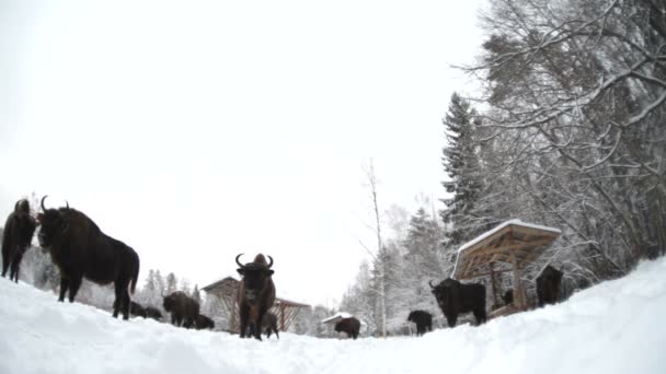 北美野牛 — 图库视频影像