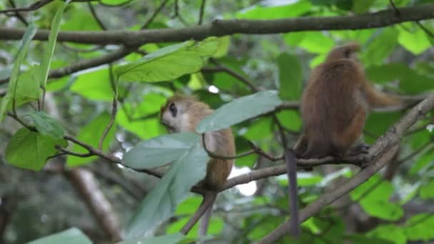 singes