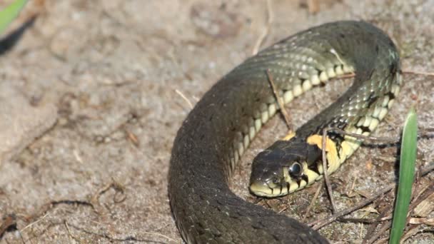 Serpent d'herbe (Natrix Natrix) reposant dans la chaleur — Video