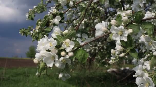 Lente. bloemen. — Stockvideo