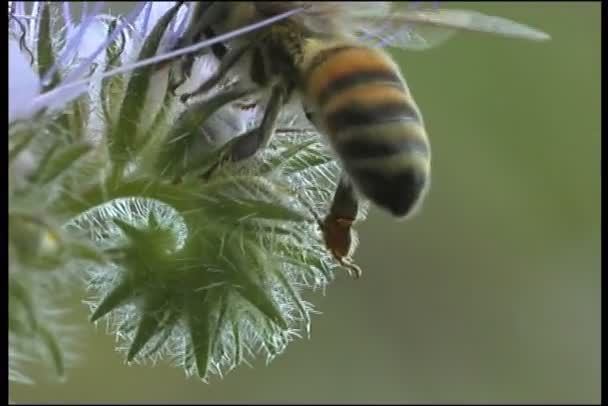 Méhecske a virágon — Stock videók