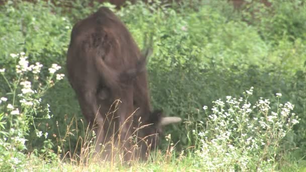 Bison in the summer — Stock Video