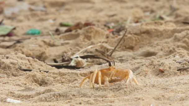 Crabe au sable — Video