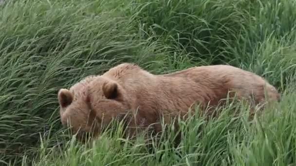 Oso y una hierba verde — Vídeo de stock