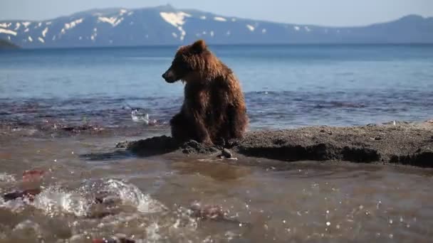 Oso marrón pesca — Vídeos de Stock