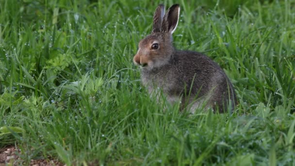 Der Hase frisst ein Gras — Stockvideo