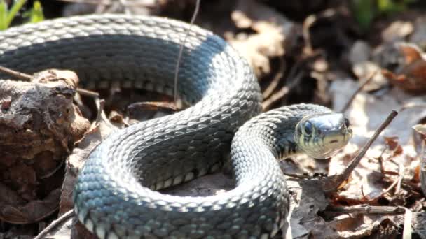 Grass Snake (Natrix Natrix) resting in the warmth — Stock Video