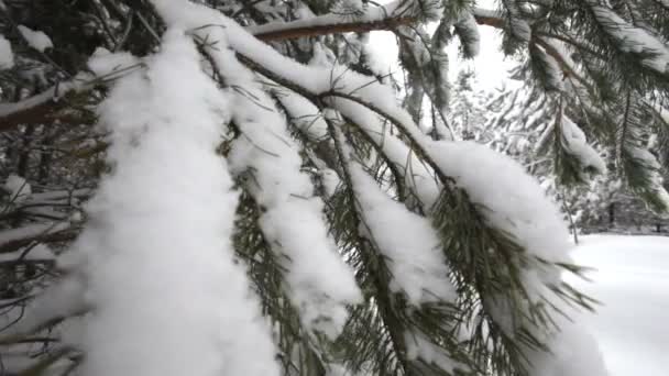 Jeep guida nella foresta di neve — Video Stock