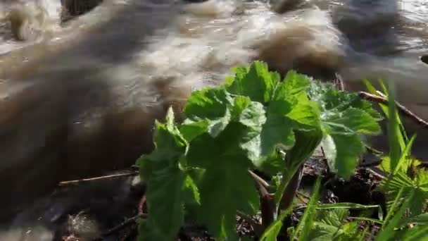 Våren, ström — Stockvideo