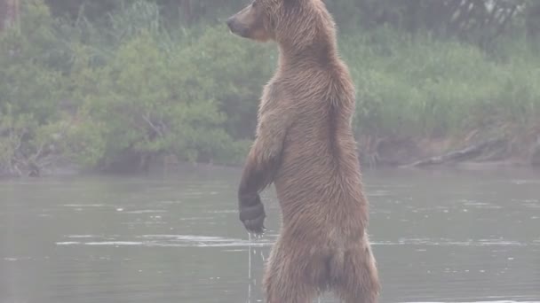Медведь, рыбак — стоковое видео