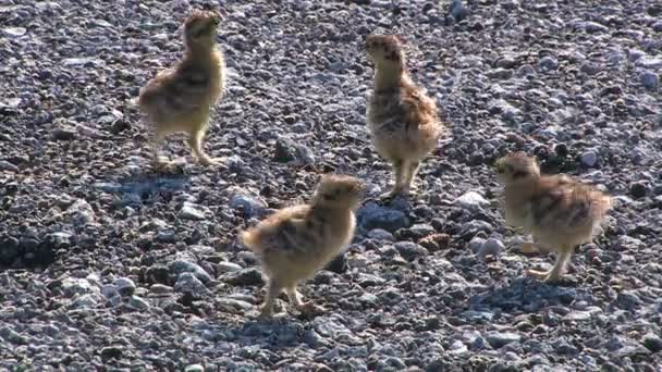 Vogel met baby vogels, een patrijs — Stockvideo