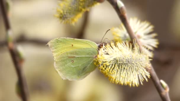 Flowering Pussy Willow — Stock Video