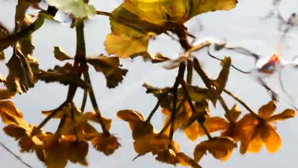 Fleurs, reflexion dans l'eau — Video