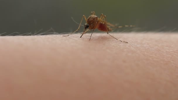 Mosquito en la piel — Vídeos de Stock