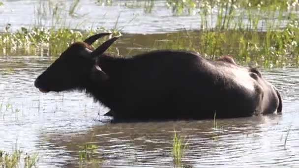 Wild buffalo — Stock Video