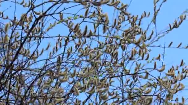 Flowering Pussy Willow — Stockvideo