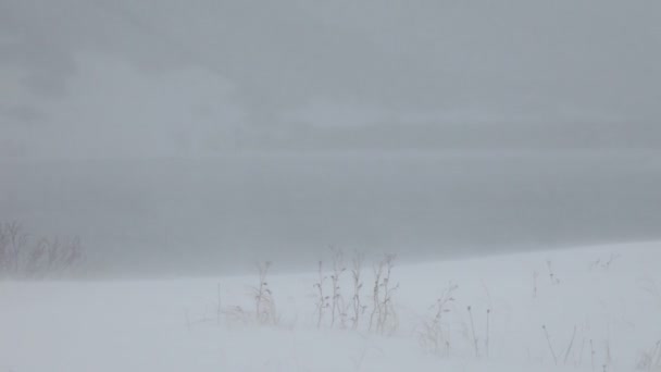 Blizzard i vinter skog — Stockvideo