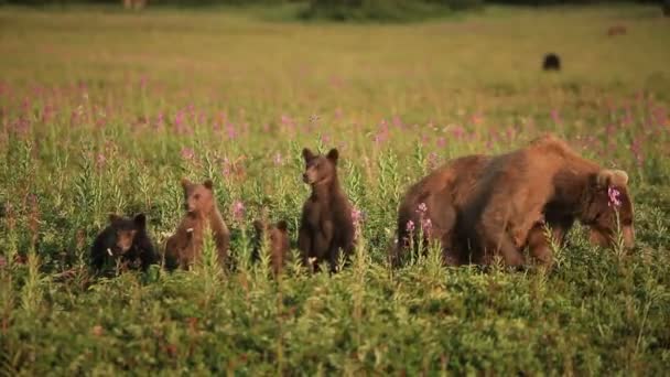 Familia de oso — Vídeos de Stock