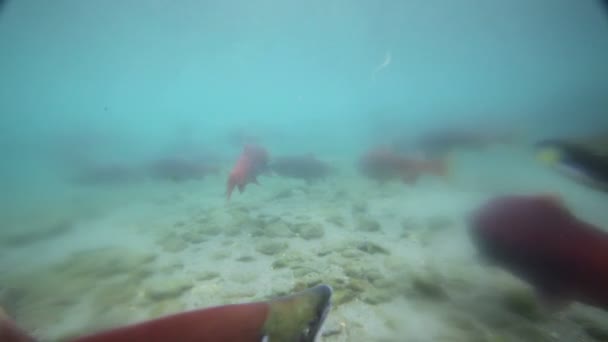 Salmon under water — Stock Video