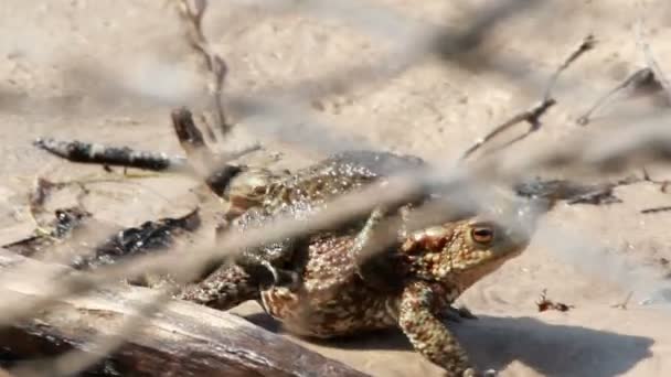 Couple Of mating Toads in spring season — Stock Video