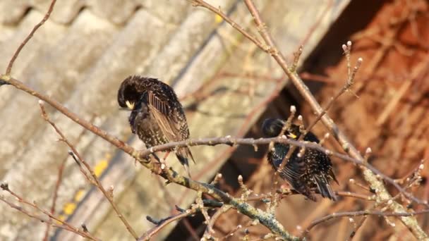 Zwarte spreeuw (Sturnus vulgaris)) — Stockvideo