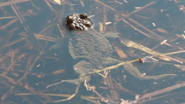 Звичайна жаба (Bufo bufo) на початку весни — стокове відео