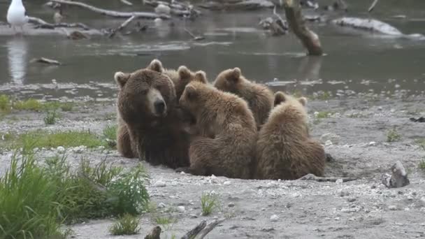 Filhotes de urso e urso . — Vídeo de Stock