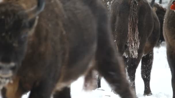 Bisonte en el invierno — Vídeo de stock