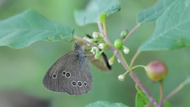 Der Schmetterling. eine Nahaufnahme. — Stockvideo