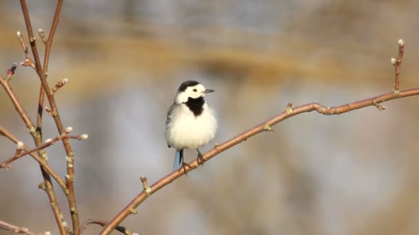 White Wagtail perched on a tree. — Stock Video
