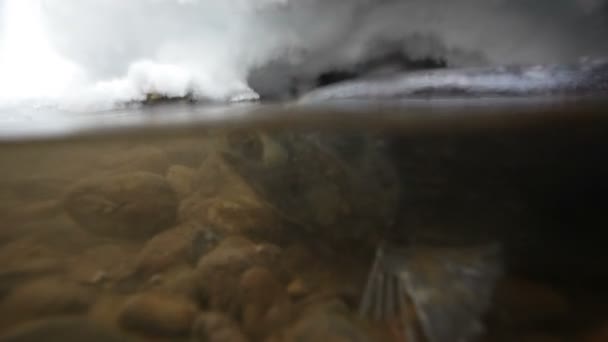 Salmone, deposizione delle uova, sott'acqua — Video Stock