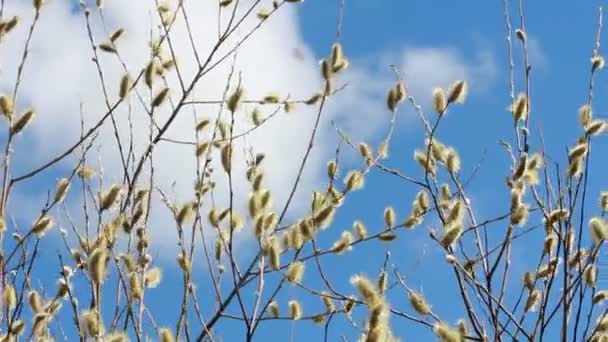 Flowering Pussy Willow — Stockvideo