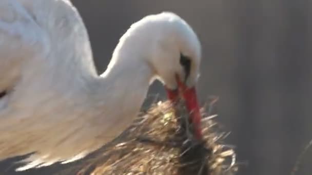 Storkar bygger boet — Stockvideo