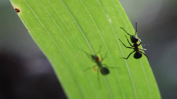 Formigas em uma folha — Vídeo de Stock