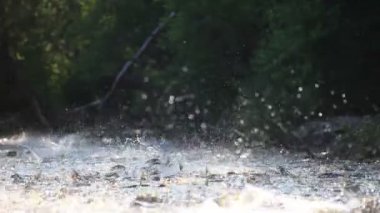 Somon Balık yumurtası.