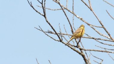 Yellowhammer (emberiza citrinella). şarkıcı bahar. kuş konser.