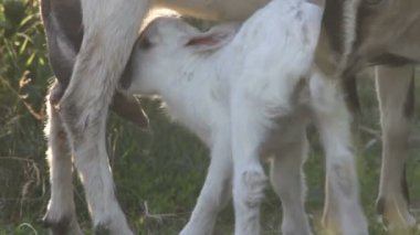 keçi ve çocuk. yaz. bir çiftlik.