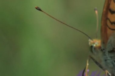 Kelebek yakın çekim